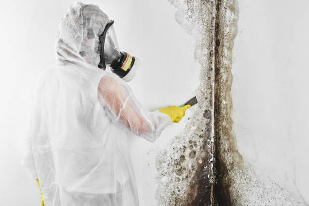 Best Crawl Space Mold Removal  in Vernon Valley, NJ