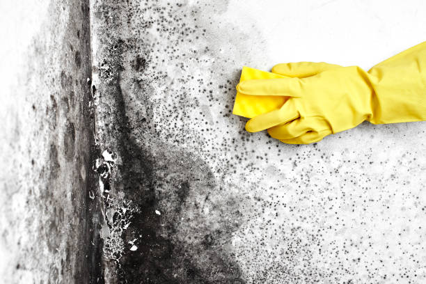 Best Mold Cleaning Services  in Vernon Valley, NJ