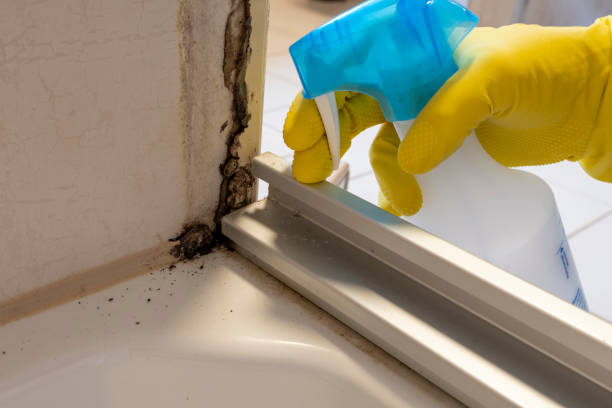 Best Mold Cleaning Services  in Vernon Valley, NJ