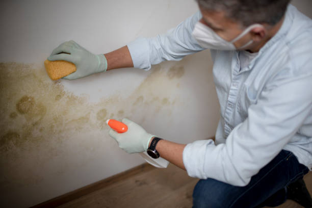 Best Mold Damage Repair  in Vernon Valley, NJ