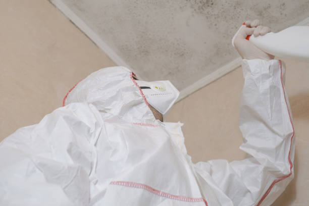 Best Attic Mold Removal  in Vernon Valley, NJ