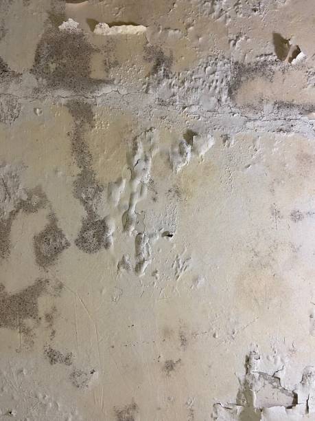 Best Toxic Mold Removal  in Vernon Valley, NJ