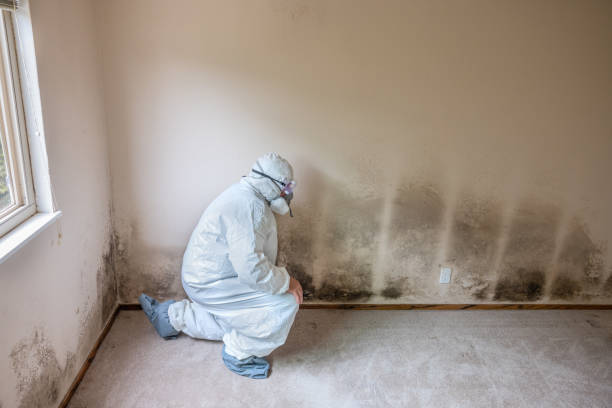 Best Professional Mold Removal  in Vernon Valley, NJ