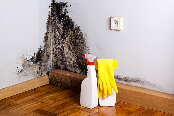 Best Fast Mold Removal  in Vernon Valley, NJ