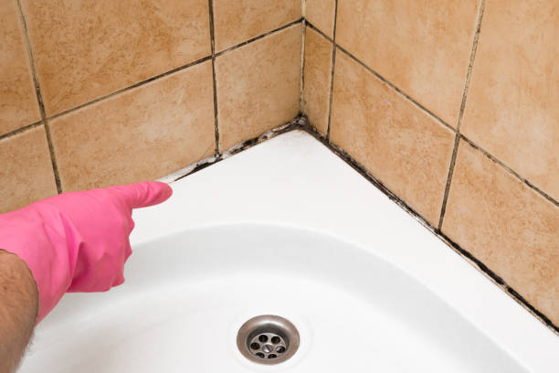 Best Home Mold Removal  in Vernon Valley, NJ